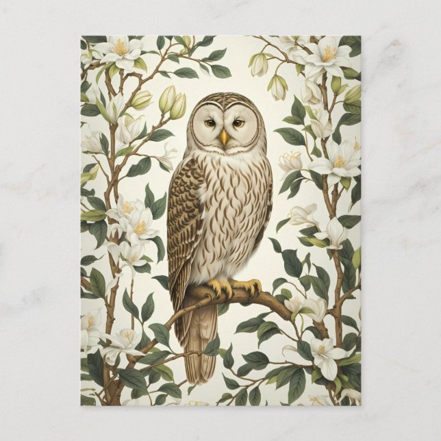 Beautiful Ural Owl And Magnolia Blossoms Postcard (Front)