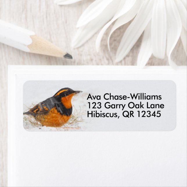 Beautiful Varied Thrush on a Snowy Winter's Day (Insitu)
