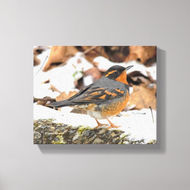 Beautiful Varied Thrush on the Snowy Ground Canvas Print (Front)