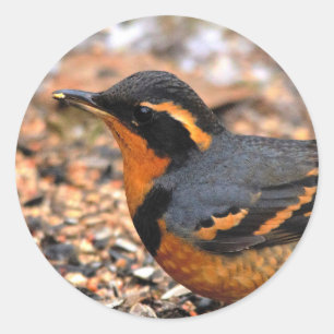 Beautiful Varied Thrush on the Snowy Ground Classic Round Sticker