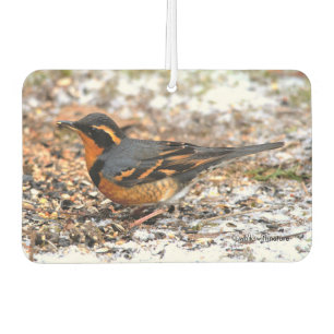 Beautiful Varied Thrush Songbird in the Snow Air Freshener