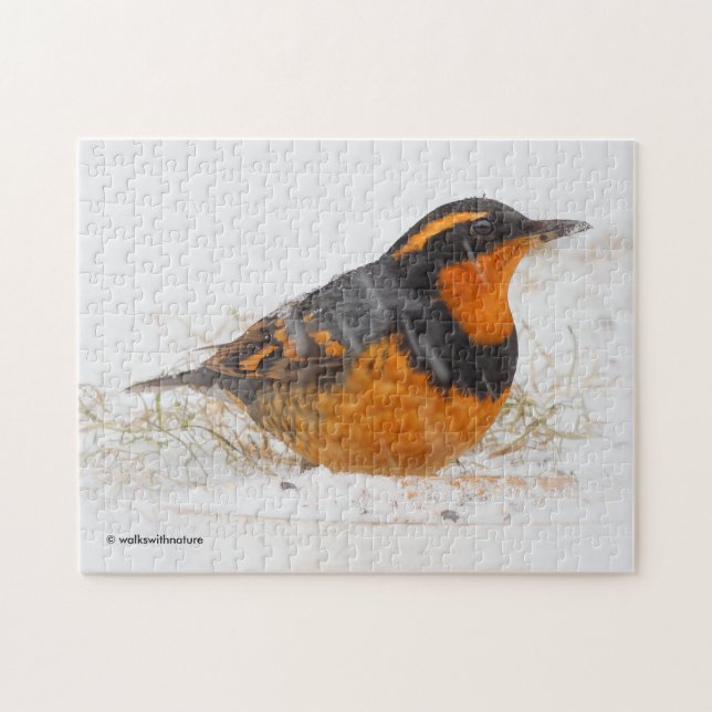 Beautiful Varied Thrush Songbird in the Snow Jigsaw Puzzle (Horizontal)