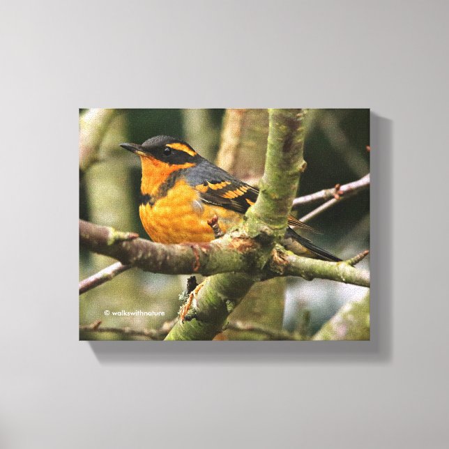 Beautiful Varied Thrush Songbird in the Tree Canvas Print (Front)