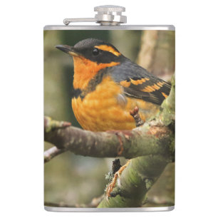 Beautiful Varied Thrush Songbird in the Tree Hip Flask