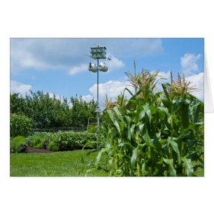 Beautiful Vegetable Garden Photo