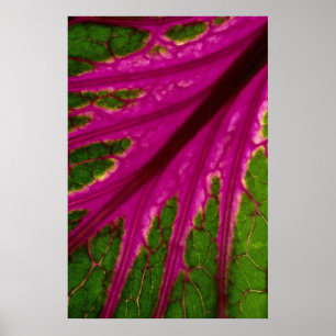 Beautiful Very red and green leaf pattern of cabba Poster