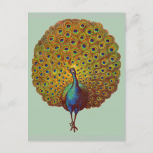 beautiful Victorian peacock print Postcard