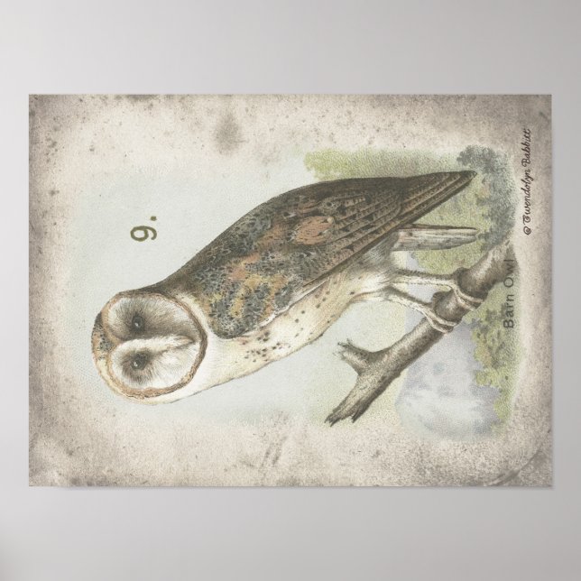 Beautiful Vintage Barn Owl poster. Poster (Front)
