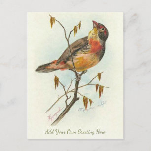 Beautiful Vintage Bird Add Your Own Greeting Postcard