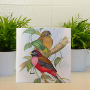 Beautiful Vintage Bird Illustration Colorful Tile