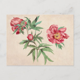 Beautiful Vintage Botanical Illustration Postcard