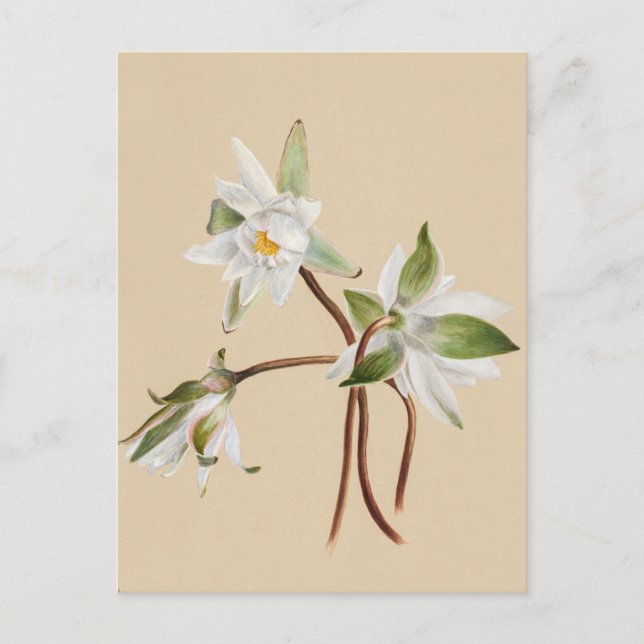 Beautiful Vintage Botanical Illustration  Postcard (Front)