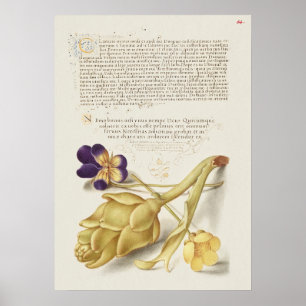 Beautiful Vintage Botanical Illustration Poster