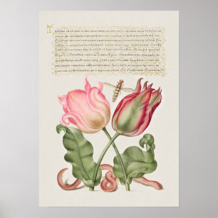 Beautiful Vintage Botanical Illustration Poster