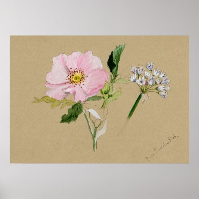 Beautiful Vintage Botanical Illustration Poster (Front)