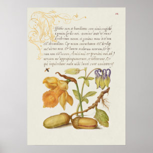 Beautiful Vintage Botanical Illustration Poster