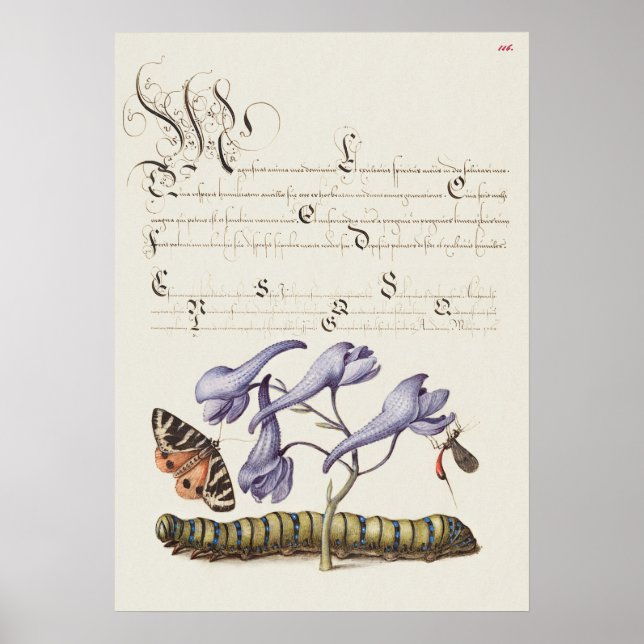 Beautiful Vintage Botanical Illustration Poster (Front)