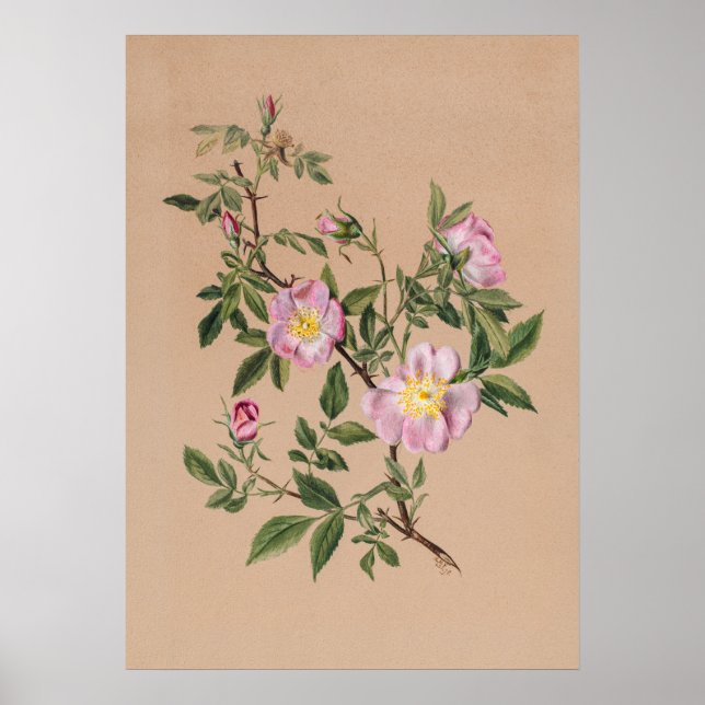 Beautiful Vintage Botanical Illustration Poster (Front)