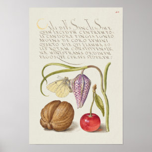 Beautiful Vintage Botanical Illustration Poster