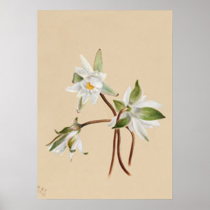 Beautiful Vintage Botanical Illustration Poster