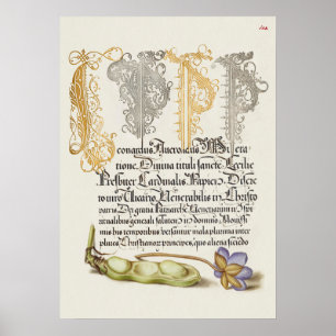 Beautiful Vintage Botanical Illustration Poster
