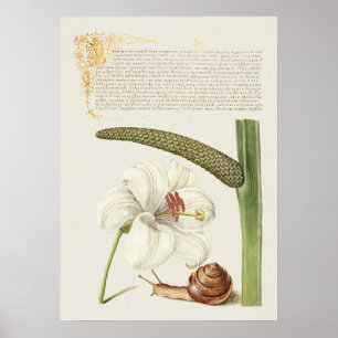 Beautiful Vintage Botanical Illustration Poster
