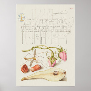 Beautiful Vintage Botanical Illustration Poster