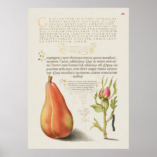 Beautiful Vintage Botanical Illustration Poster (Front)
