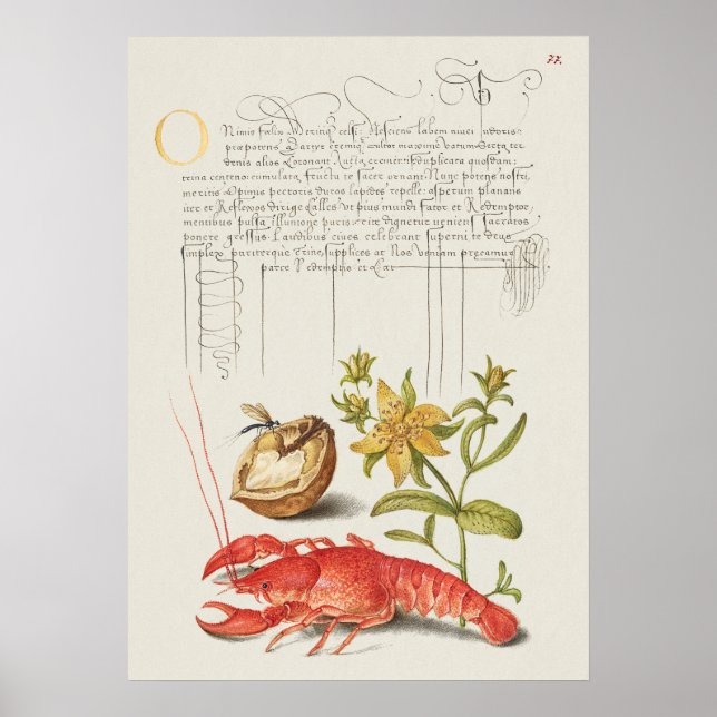 Beautiful Vintage Botanical Illustration Poster (Front)