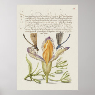 Beautiful Vintage Botanical Illustration Poster