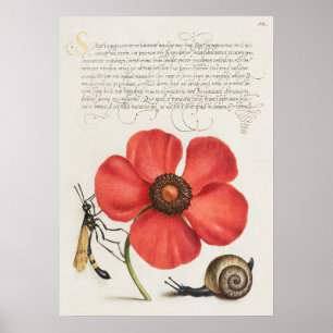 Beautiful Vintage Botanical Illustration Poster