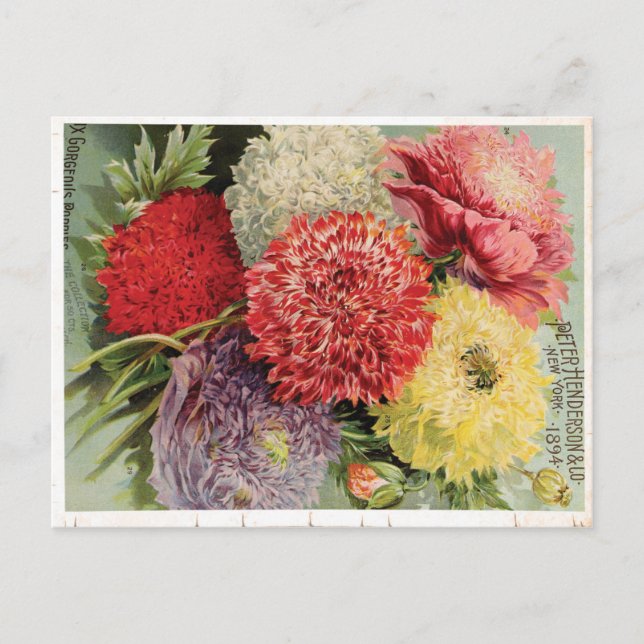 Beautiful Vintage Flowers (1894) Postcard (Front)