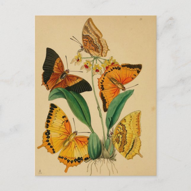 Beautiful Vintage Garden Butterflies Postcard (Front)
