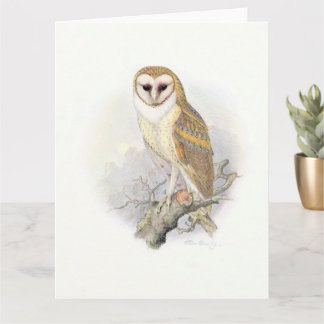 Beautiful Vintage Painting of a Barn Owl Card