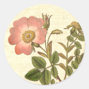 Beautiful Vintage Pink Rose Antique Botanical Classic Round Sticker
