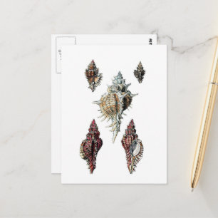 Beautiful Vintage Seashells Postcard
