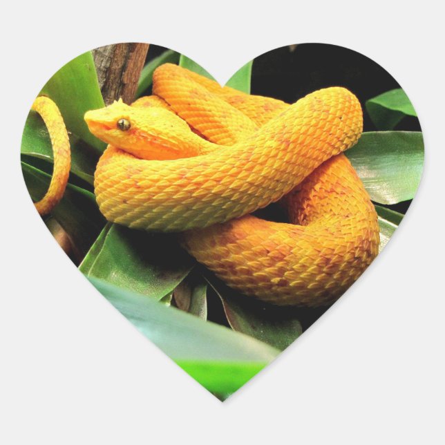 Beautiful Viper Heart Sticker (Front)