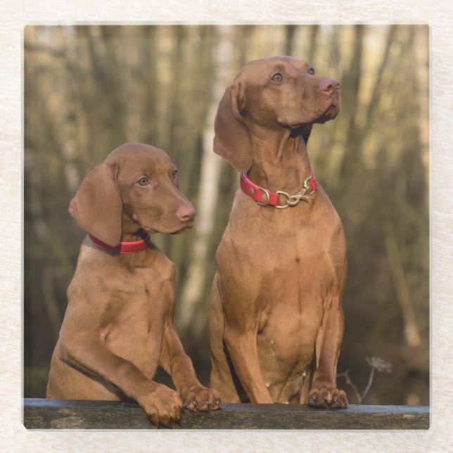 Beautiful Vizsla Sporting Dogs Glass Coaster (Front)