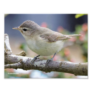 Beautiful Warbling Vireo in the Plum Tree Photo Print