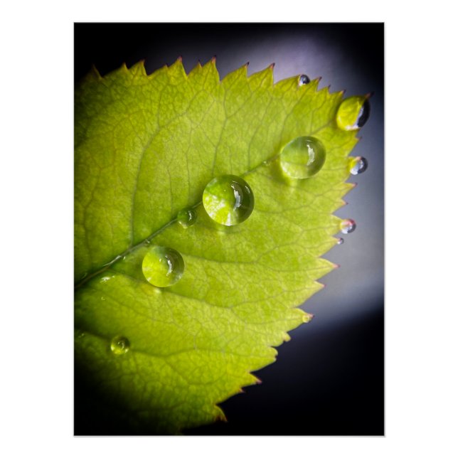 Beautiful water drops after rain on a leaf poster (Front)