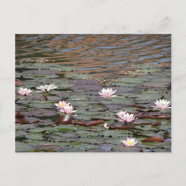 Beautiful Water Lilies DIY Postcard (Front)