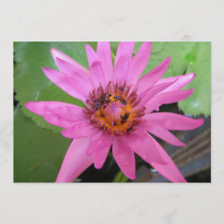 beautiful water lily moving annoucement announcement