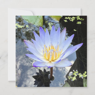 Beautiful Water Lily Photo Sky Reflection Card
