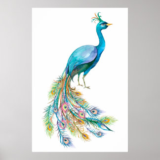 Beautiful watercolor blue peacock illustration poster