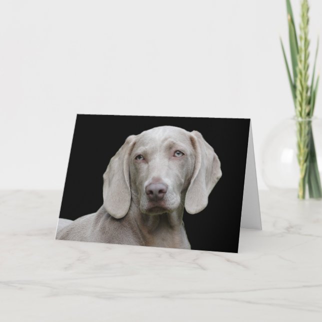 Beautiful Weimaraner Hunting Dog Card (Front)