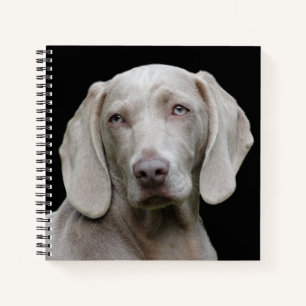 Beautiful Weimaraner Hunting Dog Notebook