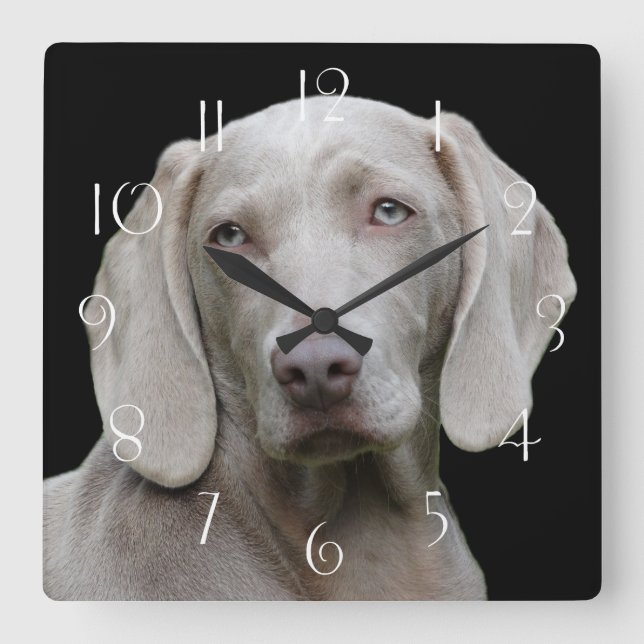Beautiful Weimaraner Hunting Dog Square Wall Clock (Front)