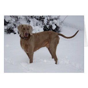 Beautiful Weimaraner in the snow