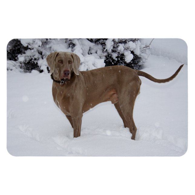 Beautiful Weimaraner in the snow Magnet (Horizontal)