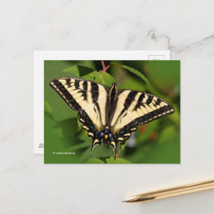 Beautiful Western Tiger Swallowtail Butterfly Postcard